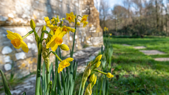 Daffodils by a church in Tyneham in Dorset