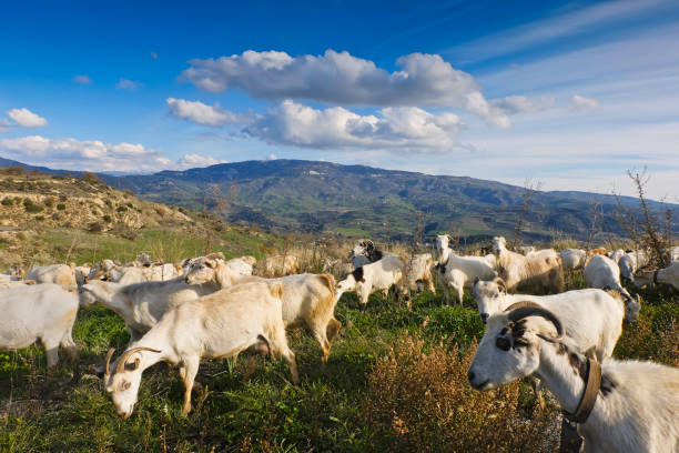 ziegenherde in die berge - bezirk paphos - zypern - goat willow stock-fotos und bilder