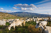 Goat herd in the mountains - Paphos district - Cyprus