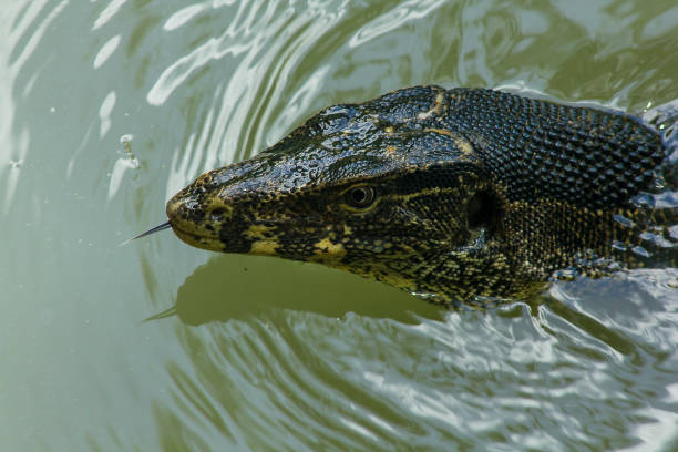 istock Varanus salvator swim in the water. 1097389524