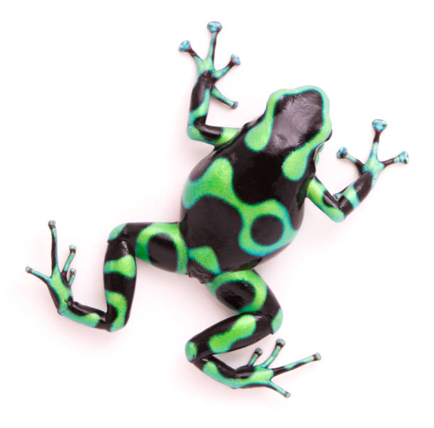 istock poison dart Dendrobates auratus 1097390114