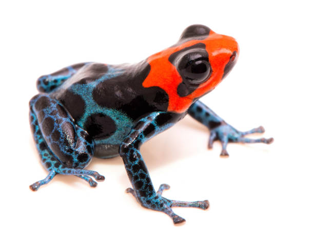 istock poison dart frog with red head Ranitomeya benedicta 1097390134