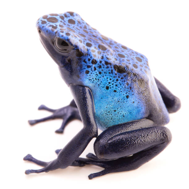 istock Dendrobates azureus poison dart or arrow frog 1097390152