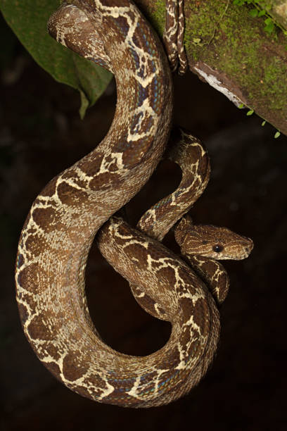 istock tropical snake tree boa Corallus hortulanus 1097390186