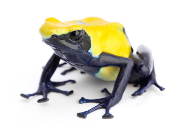 istock Yellow poison dart frog dendrobates tinctorius citronella 1097390208