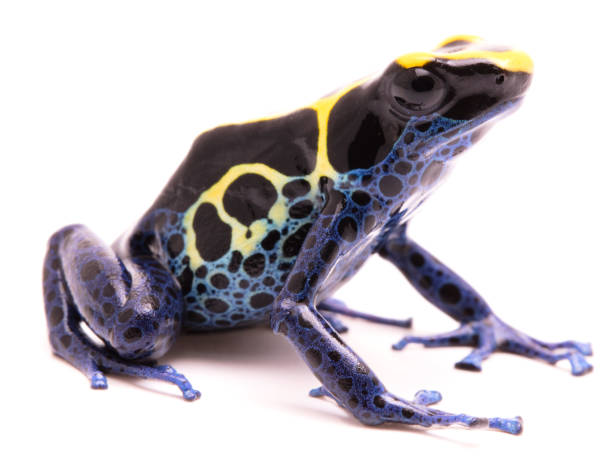 istock A blue yellow deying poison dart frog Dendrobates tinctorius Kaw morph 1097390228