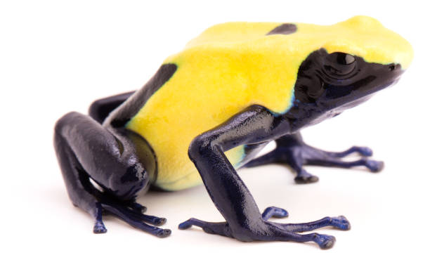 istock Yellow poison dart frog dendrobates tinctorius citronella 1097390248