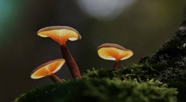 istock Mushroom lanterns autumn forest fairy tale 1097390278