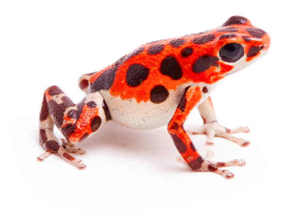 Poison dart or arrow frog Red Frog Beach Poison dart or arrow frog, Red Frog Beach, Bastimentos, Bocas del Toro, Panama. Tropical poisonous rain forest animal, Oophaga pumilio isolated on a white background. poison arrow frog photos stock pictures, royalty-free photos & images