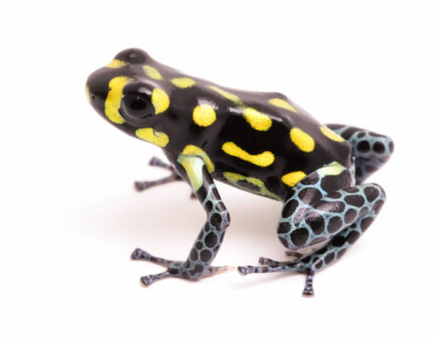 istock Yellow dotted poison dart or arrow frog Ranitomeya vanzolinii 1097390346