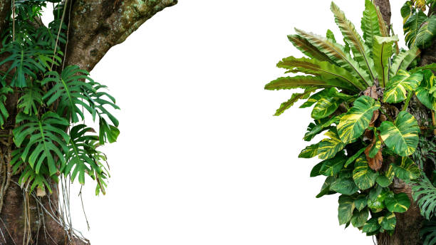 nature frame of jungle trees with tropical rainforest foliage plants (monstera, bird"u2019s nest fern, golden pothos and forest orchid) growing in wild isolated on white background with clipping path. - woods forest tree tree area imagens e fotografias de stock