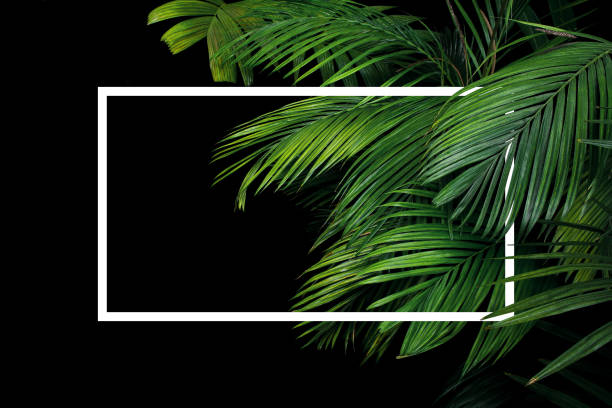 istock Tropical palm leaves rainforest plant bush nature backdrop with white frame lay out on black background. 1097392054