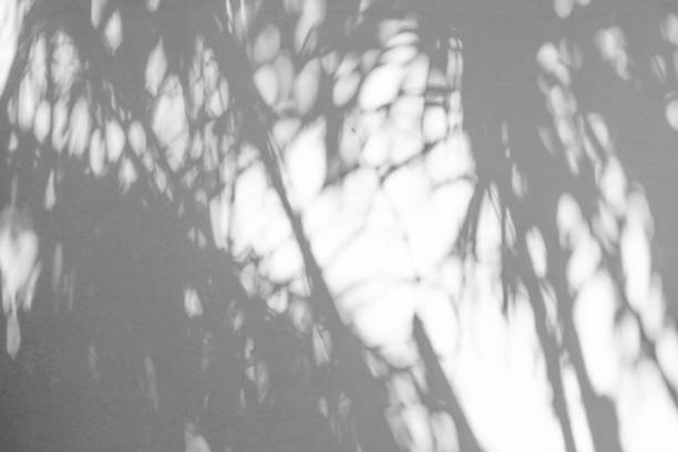 istock Black and White abstract background textuer of shadows leaf on a concrete wall 1097393184