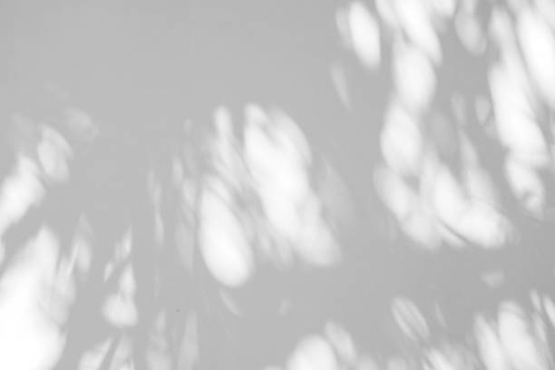 istock Black and White abstract background textuer of shadows leaf on a concrete wall 1097393202