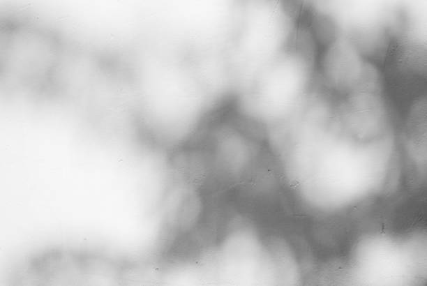 istock Black and White abstract background textuer of shadows leaf on a concrete wall 1097394506