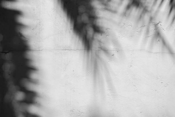 istock Black and White abstract background textuer of shadows leaf on a concrete wall 1097394532