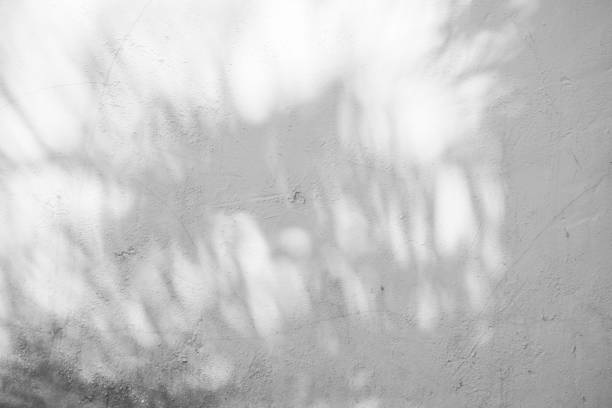 istock Black and White abstract background textuer of shadows leaf on a concrete wall 1097394602