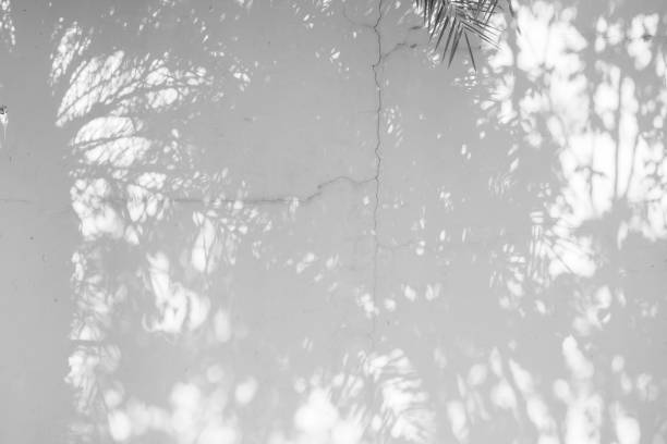 istock Black and White abstract background textuer of shadows leaf on a concrete wall 1097394688