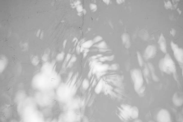 istock Black and White abstract background textuer of shadows leaf on a concrete wall 1097394692