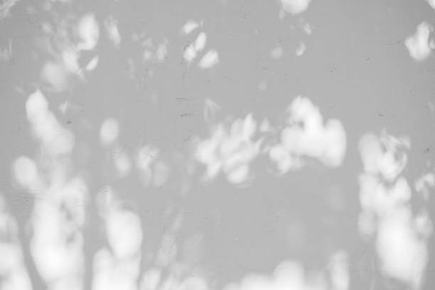 istock Black and White abstract background textuer of shadows leaf on a concrete wall 1097394708