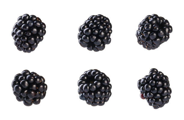istock Collection of fresh blackberries. 1097394750