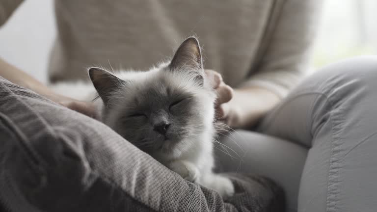 Woman petting her cat lying on a soft cushion