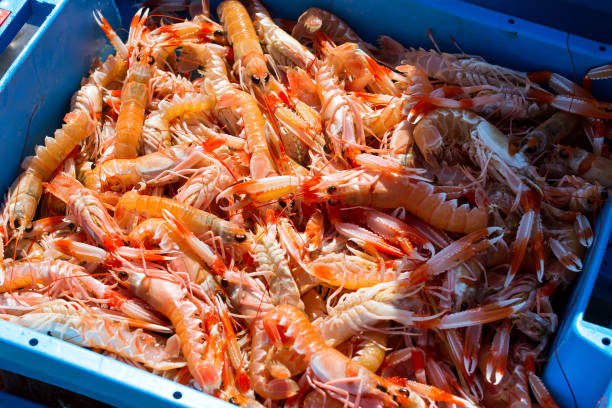 istock Blue plastic containers with catch of sea shrimps 1097397814