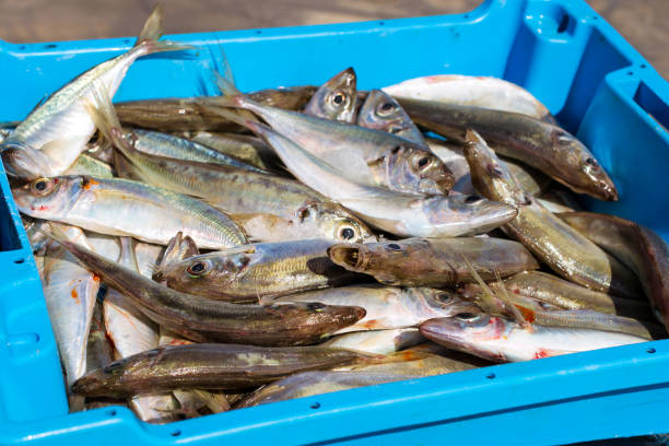 istock Containers with catch sea fish delicacies Blanes 1097397824