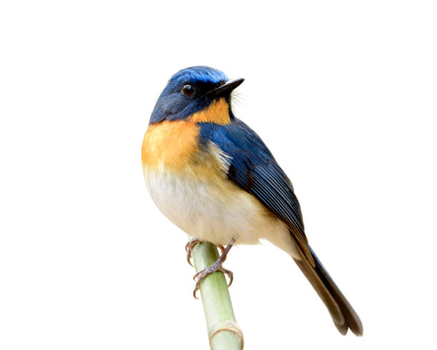 istock Charming fat blue bird with orange feathers on its chest perching on bamboo stick details from head to tail and toes isolated on white background, fascinated nature 1097398456