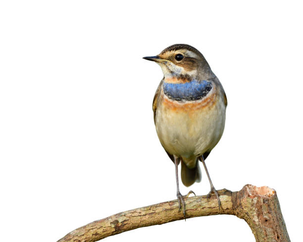 istock Lovely brown bird has bright blue and orange feathers on its chest perching on wood stick isolated on white background, bluethroat (Luscinia svecica) 1097398570