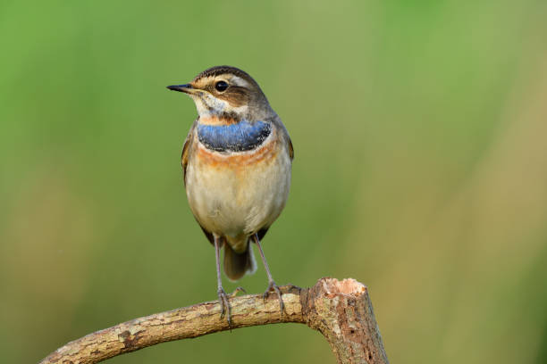 istock Lovely brown with bright blue and orange marking on its chest singing while perching on wood stick over fine green background, bluethroat (Luscinia svecica) 1097398594