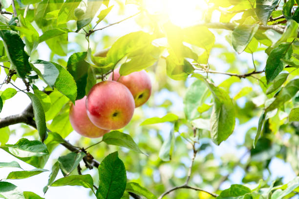 잘 익은 사과 정원에서의 분기입니다. 선택적 초점입니다. 공간 복사 - apple tree branch 뉴스 사진 이미지