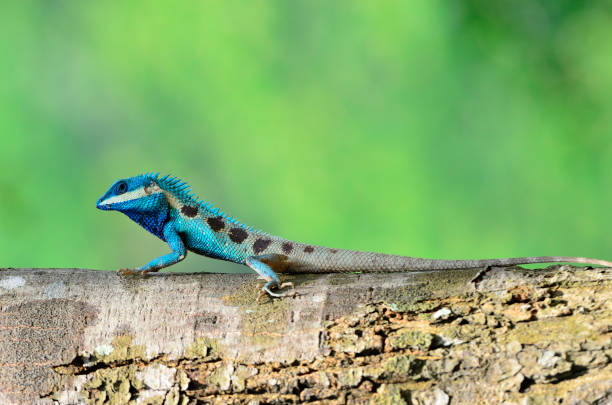 istock Moustached crested lizard or Blue lizard proudly clam up timber under fine lighting and blur green background in nature, exotic creature 1097398702