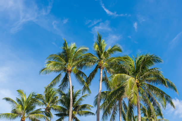 istock Coconut Palm tree with blue sky,beautiful tropical background 1097401586