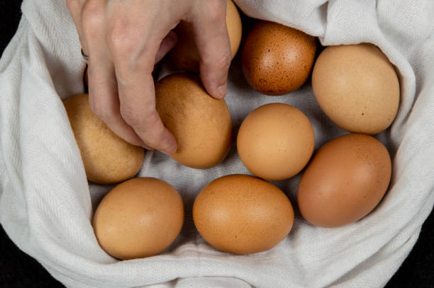 istock Closeup of a female hand picking fresh egg from a white cloth on a tabletop 1097402038