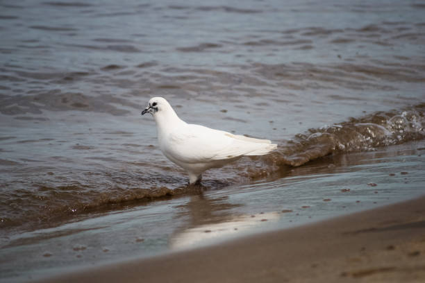 White dove in the water by the river