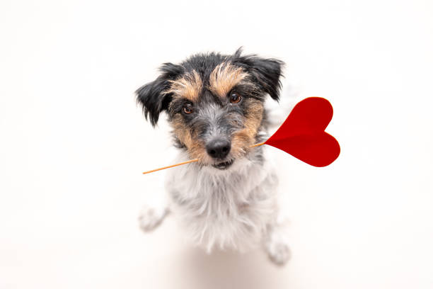Romantic Dog - Small cute Jack Russell Terrier doggy with a heart as a gift for Valentine in the mouth is looking up. Picture isolated on white. Romantic Dog - Little cute Jack Russell Terrier doggy with a heart as a gift for Valentine in the mouth is looking up. Picture isolated on white. animal internal organ photos stock pictures, royalty-free photos & images
