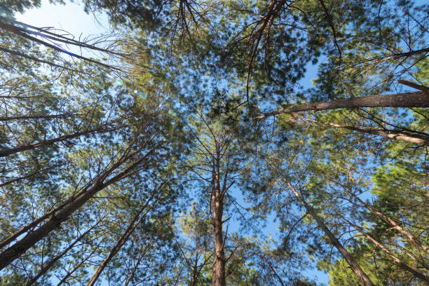istock Pine forest in northern Thailand 1097408166