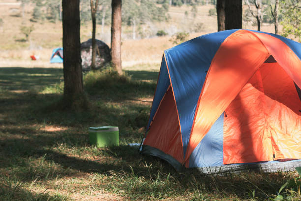 istock Camping and tent under the pine forest 1097408170