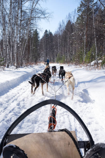 istock A group of running dogs pulling a sled on the snowy path in a pine forest during cold winter. 1097408562
