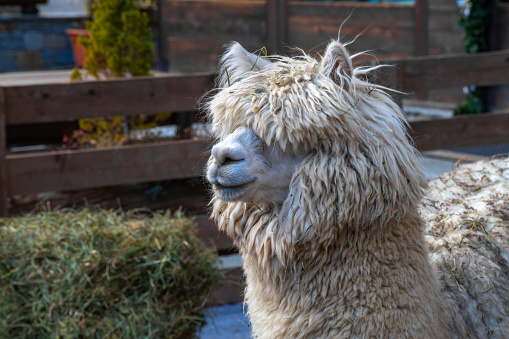 Portrait of a  white and a brown Alpaca at the village festival