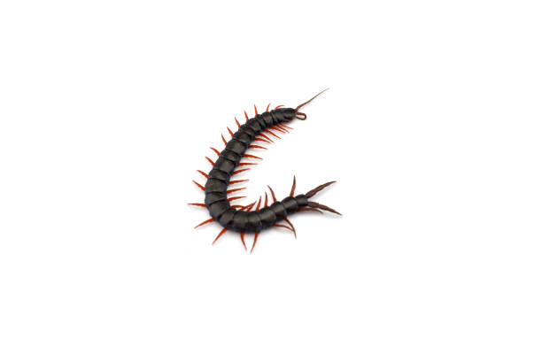 Giant centipede isolated on white background Giant centipede isolated on white background myriapoda stock pictures, royalty-free photos & images