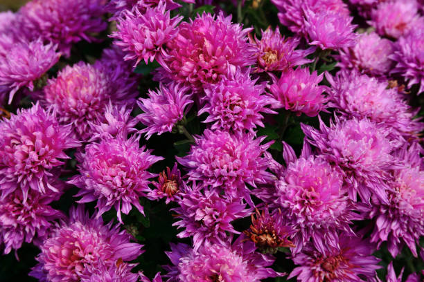istock pink colorful chrysanthemums 1097409474