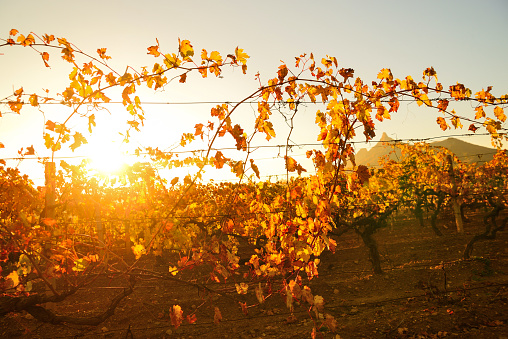 Vineyard in the highlands in the southern country in the golden rays of the setting sun