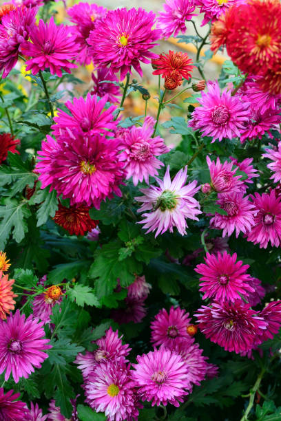 istock fresh pink colorful chrysanthemums 1097409850