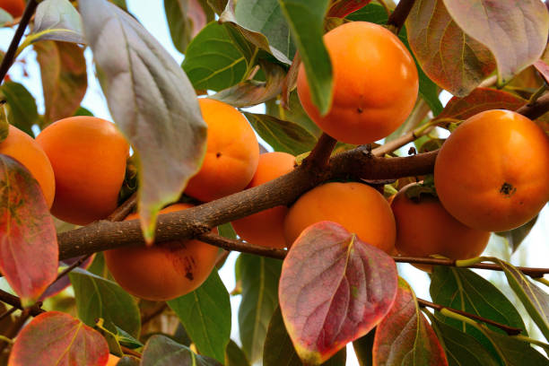 istock Ripe juicy orange persimmon fruits on the branches 1097409934