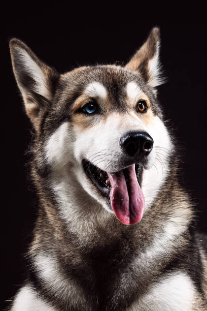 istock Portrait husky black background 1097411786
