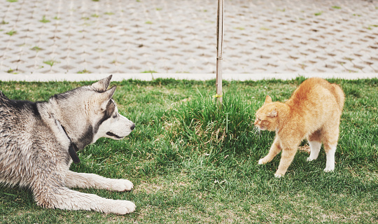 Cat against a dog, an unexpected meeting in the open air.