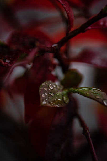 istock Nature Photograpy 1097413282