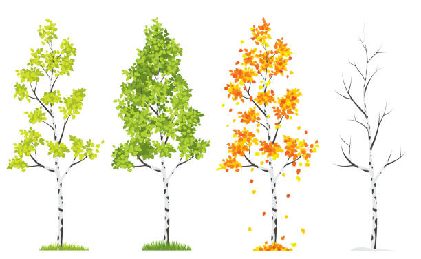 illustrazioni stock, clip art, cartoni animati e icone di tendenza di albero delle quattro stagioni - betulla